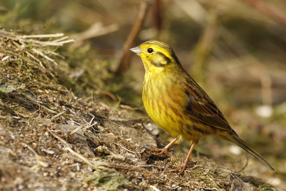 Der Danielsvogel