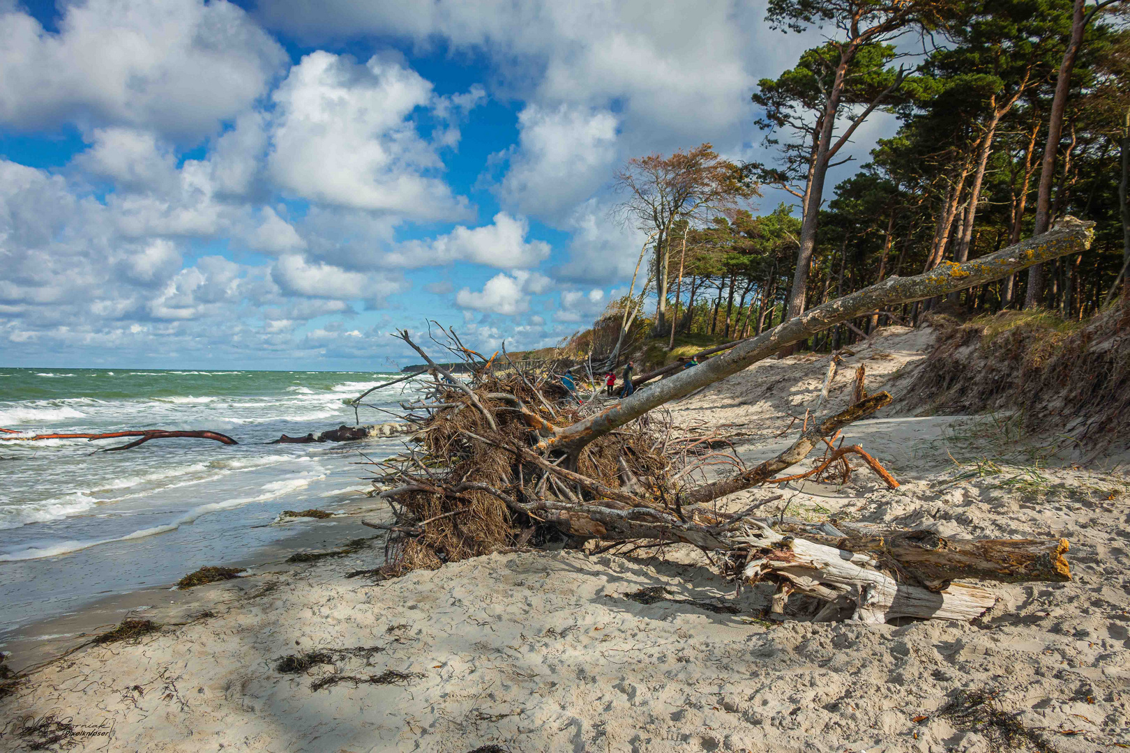 Der Darßer Naturstrand.