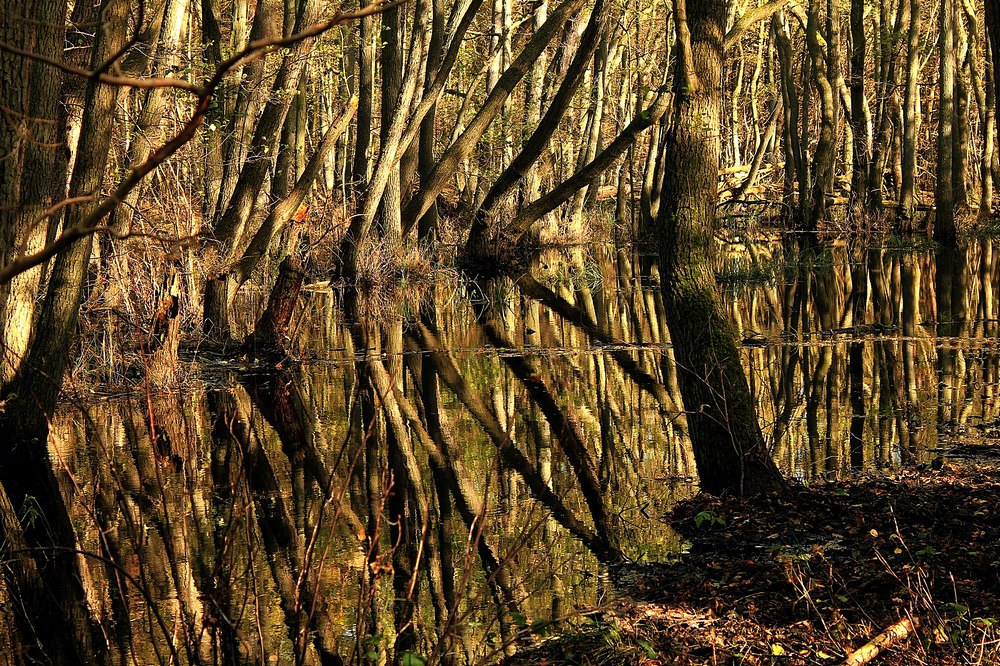 Der Darßwald am Weststrand