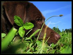 ...der das Gras wachsen sieht...