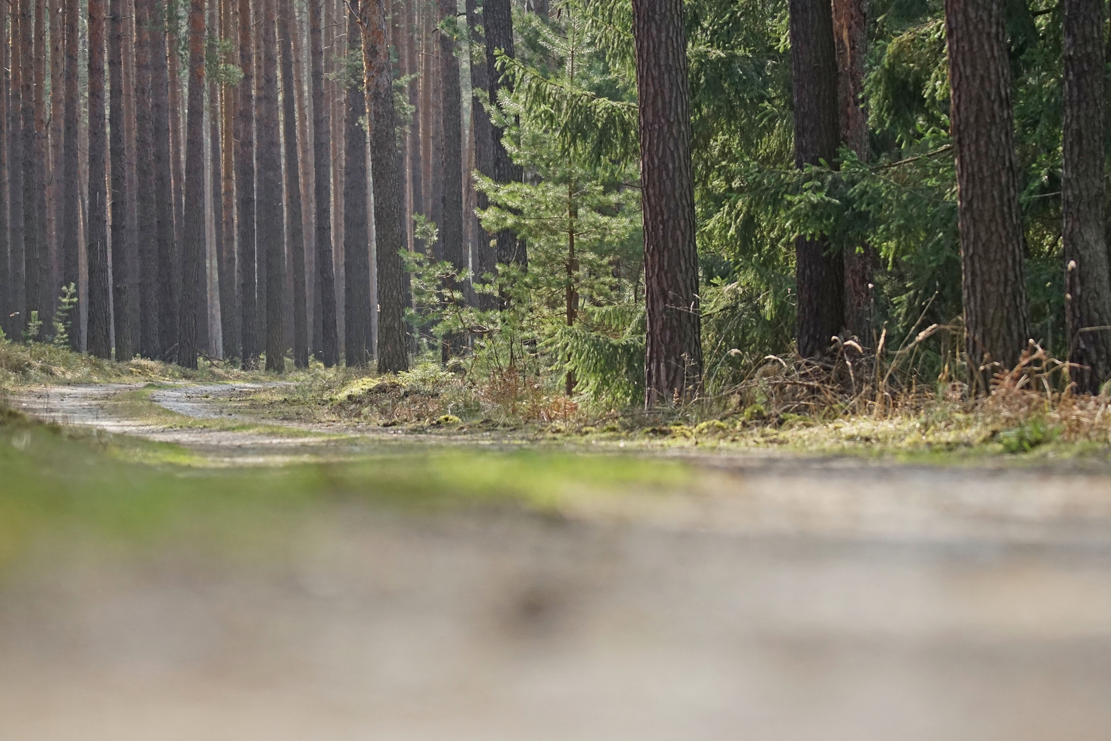 Der Daubaner Wald