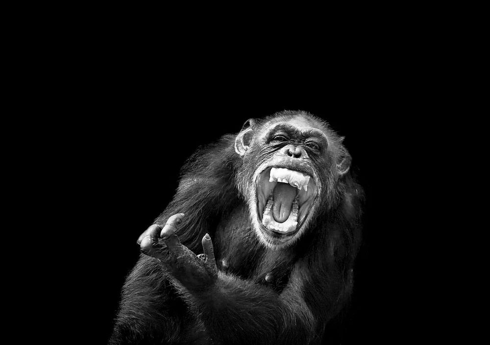 Der Demagoge Foto & Bild tiere, zoo, wildpark & falknerei, säugetiere