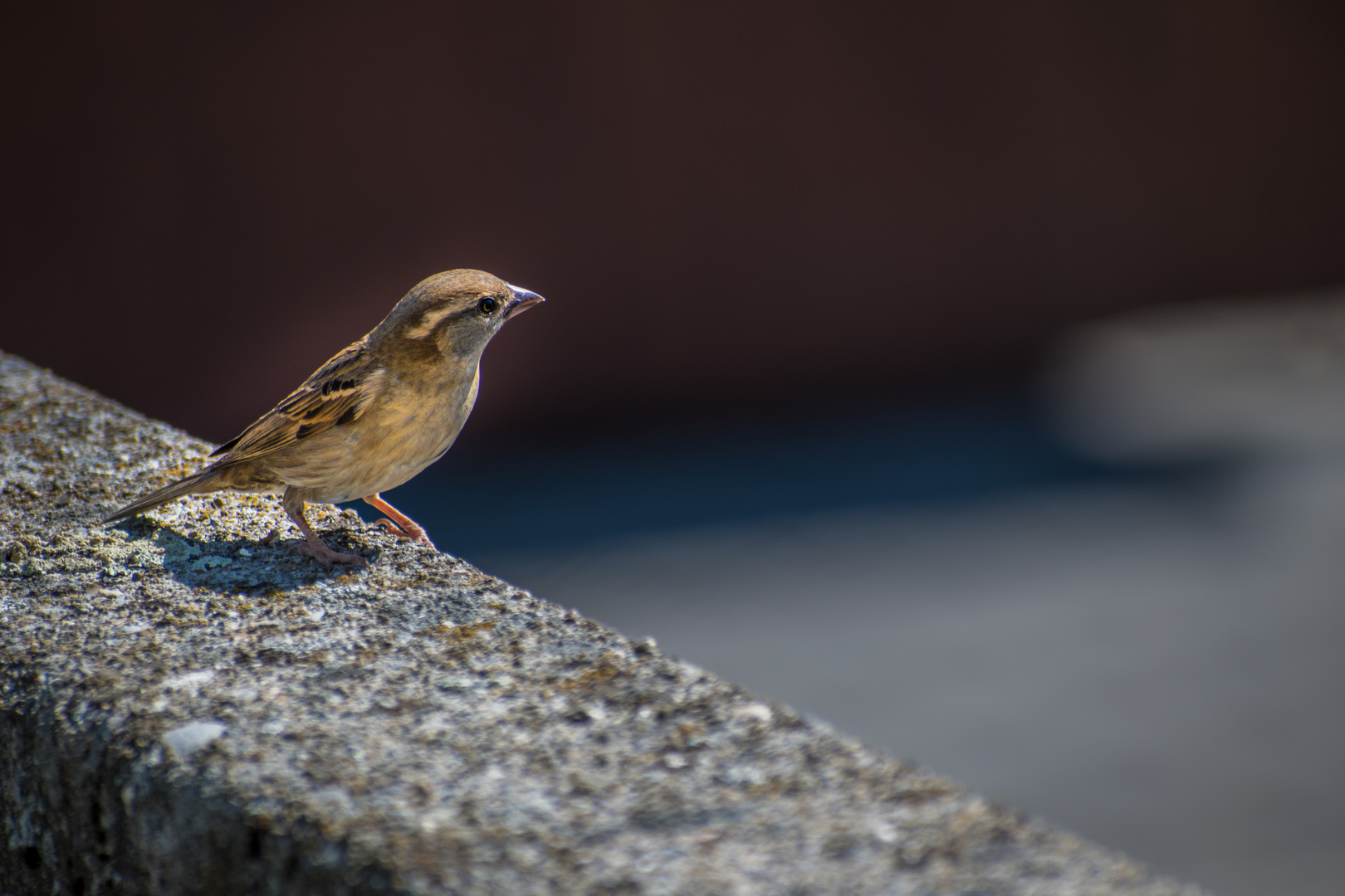 Der denkende Vogel