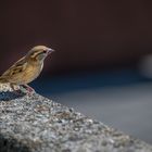 Der denkende Vogel