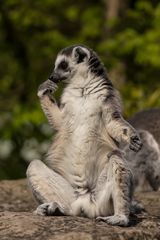 Der Denker - Katta (Lemur catta)