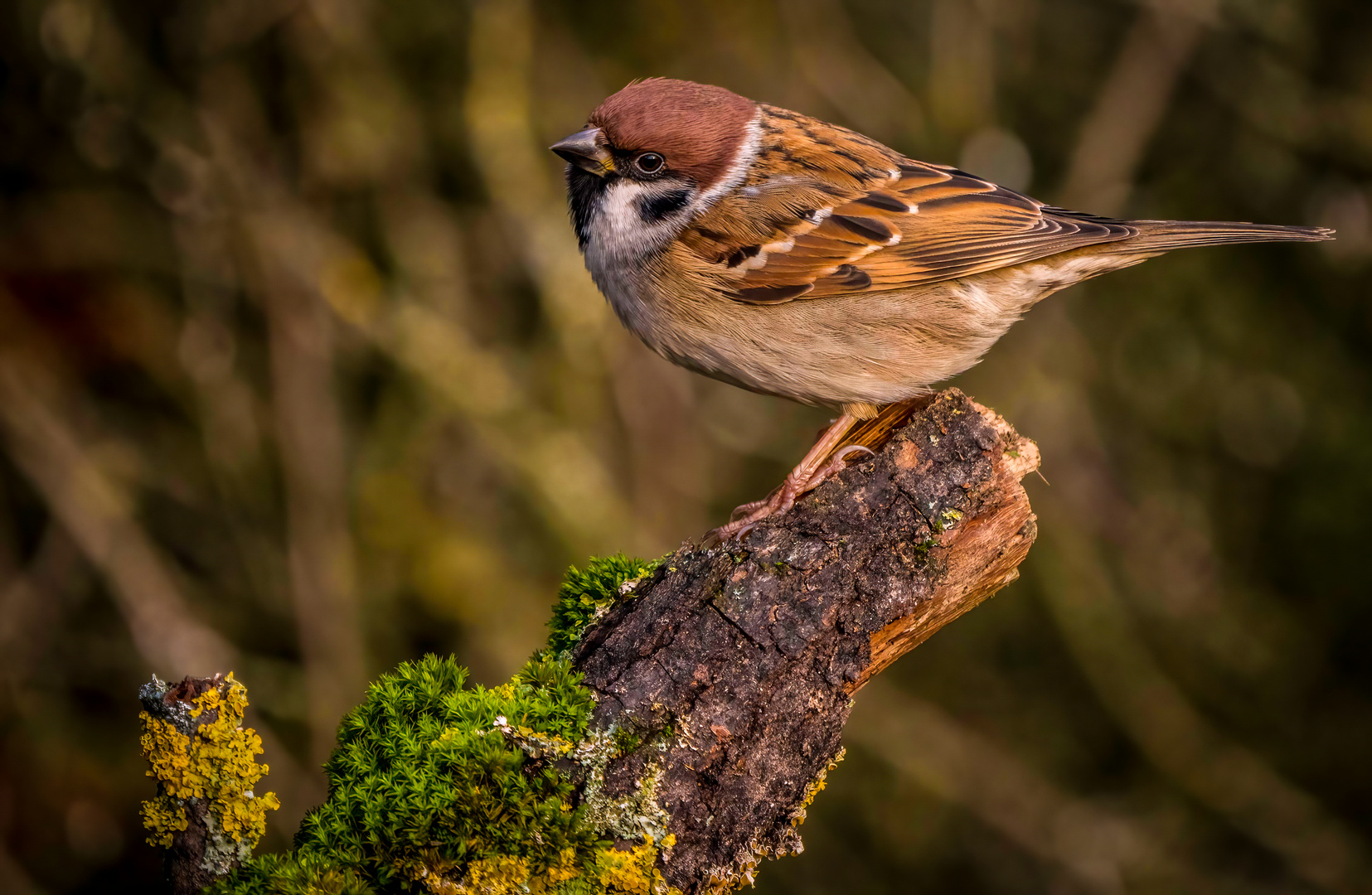 "DER DENKER SPATZ"