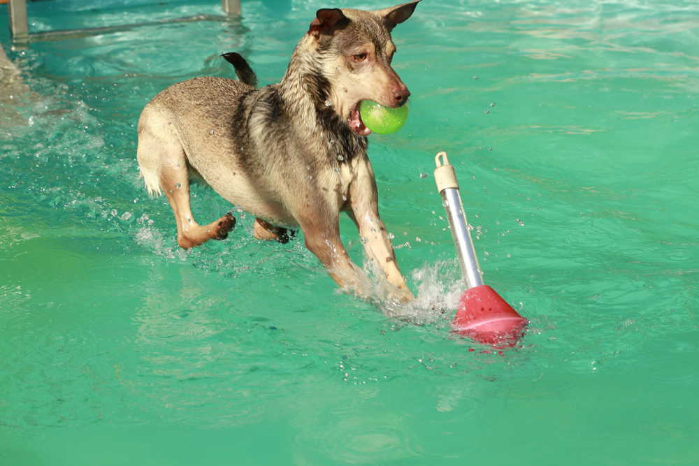 Der, der am Wasser bremst :-)))