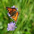 Der der auf der Blume saß..