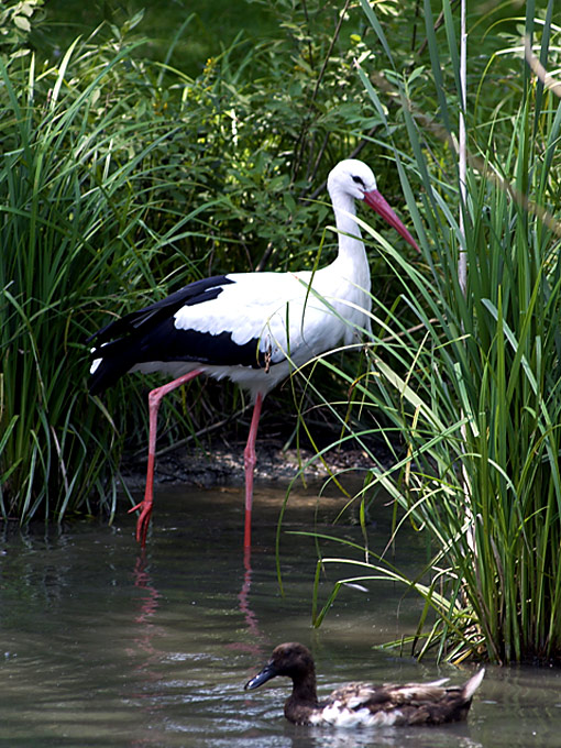 der, der die kinder bringt..... Foto & Bild | tiere, wildlife, wild
