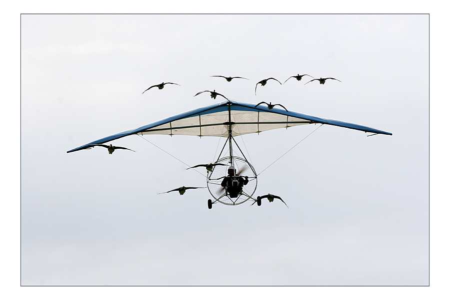 Der, der mit den Gänsen fliegt