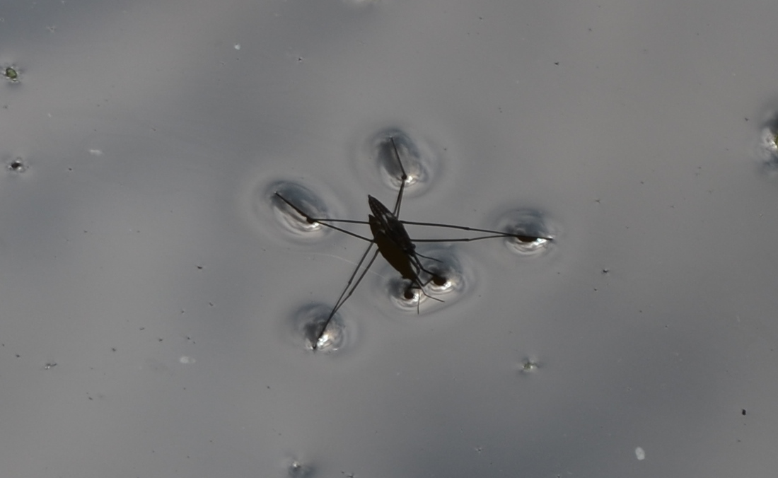 Der, der über`s Wasser läuft