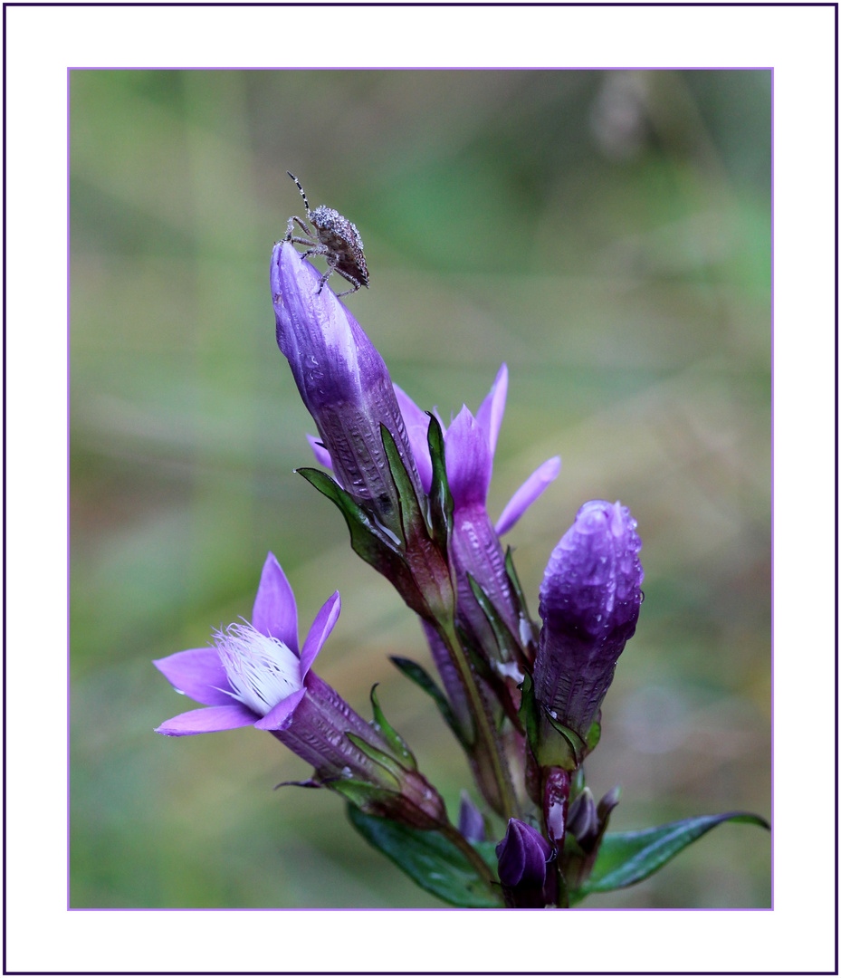 Der Deutsche Fransenenzian (Gentianella germanica)...