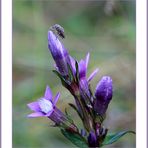 Der Deutsche Fransenenzian (Gentianella germanica)...