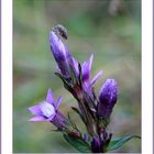 Der Deutsche Fransenenzian (Gentianella germanica)...