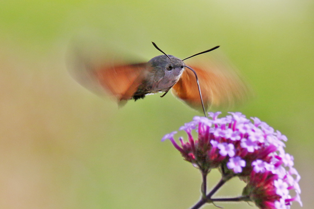 der deutsche Kolibri