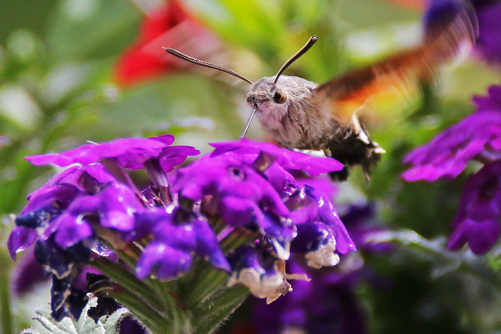 der deutsche Kolibri im Schwirrflug