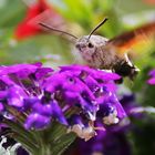 der deutsche Kolibri im Schwirrflug