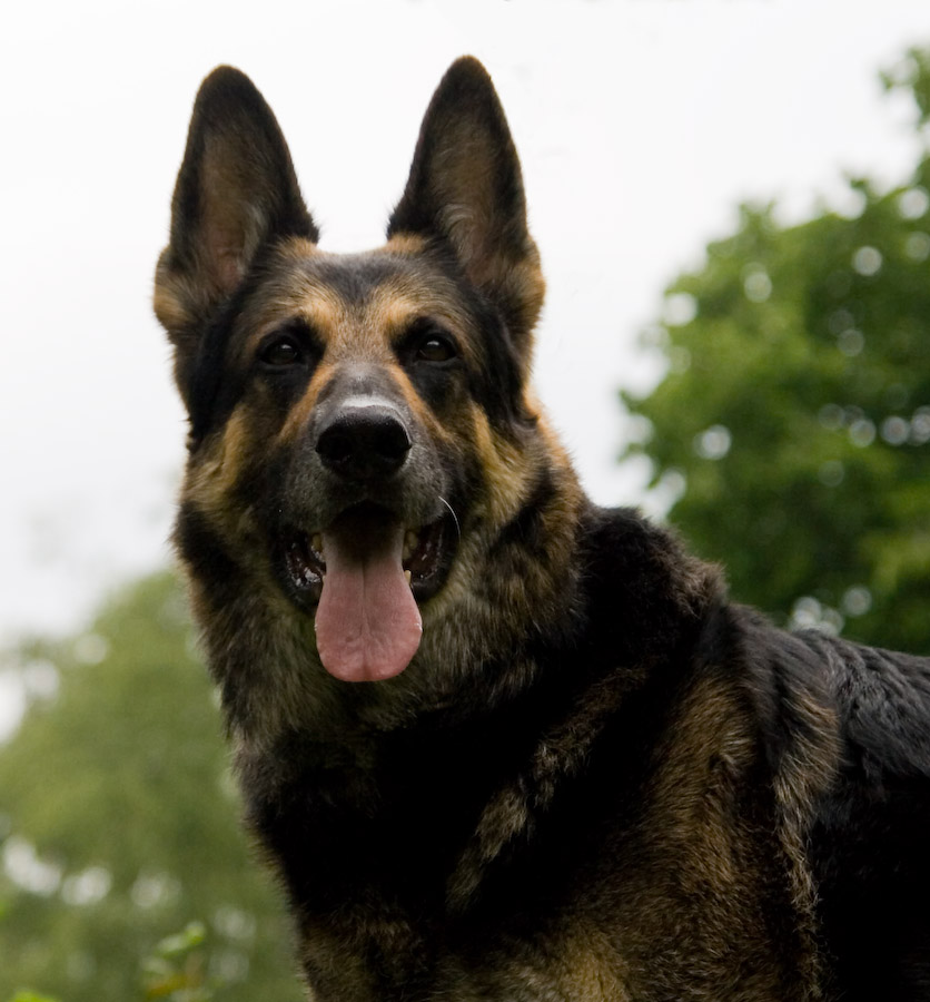 Der Deutsche Schäferhund