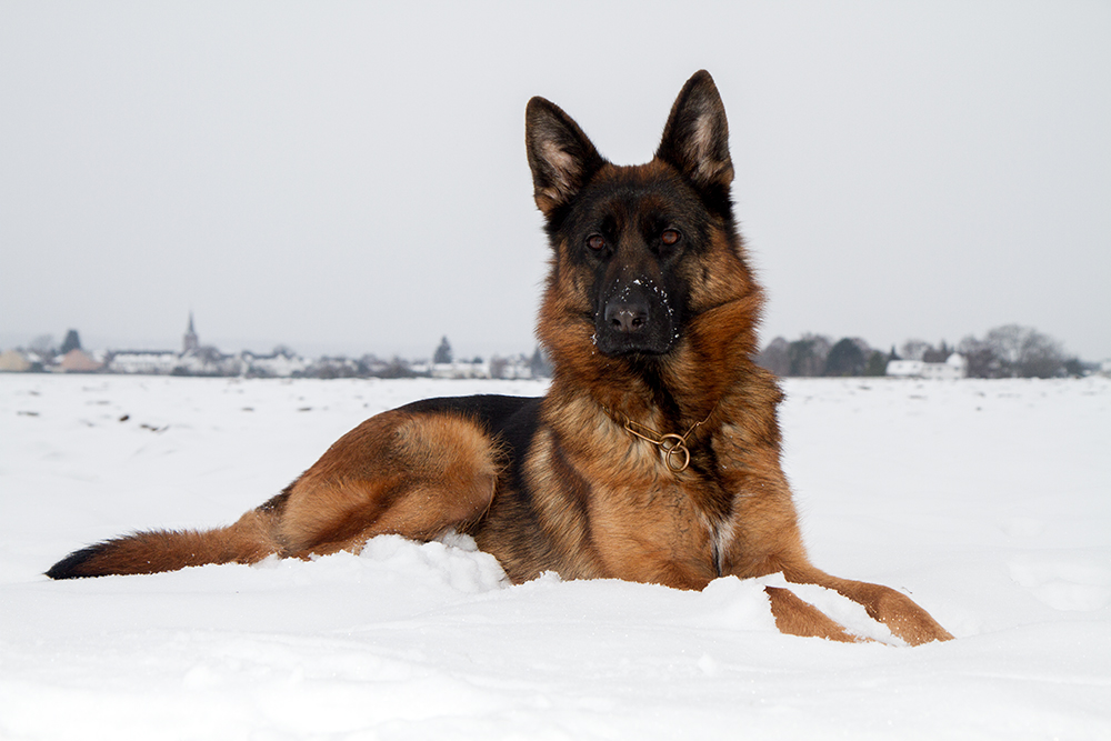 Der deutsche Schäferhund