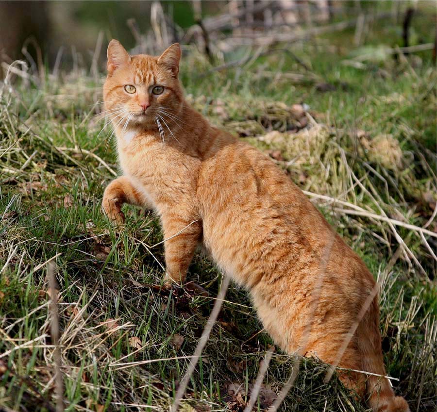 Der Deutsche Vorstehkater, rot