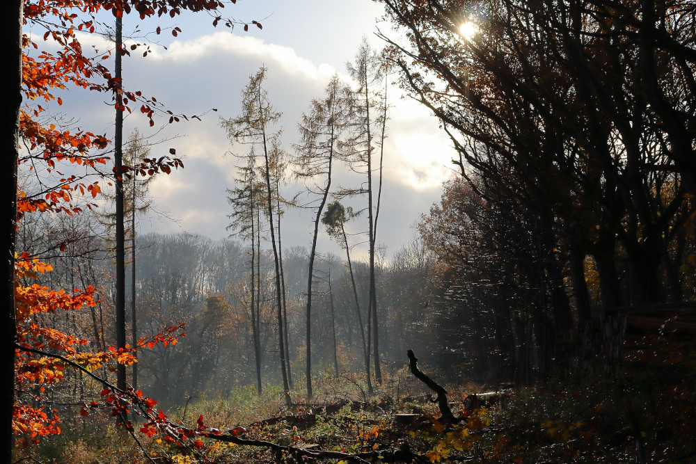 Der deutsche Wald stirbt