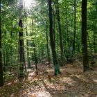 der deutsche Wald_20191002--15-34-_D8E7634