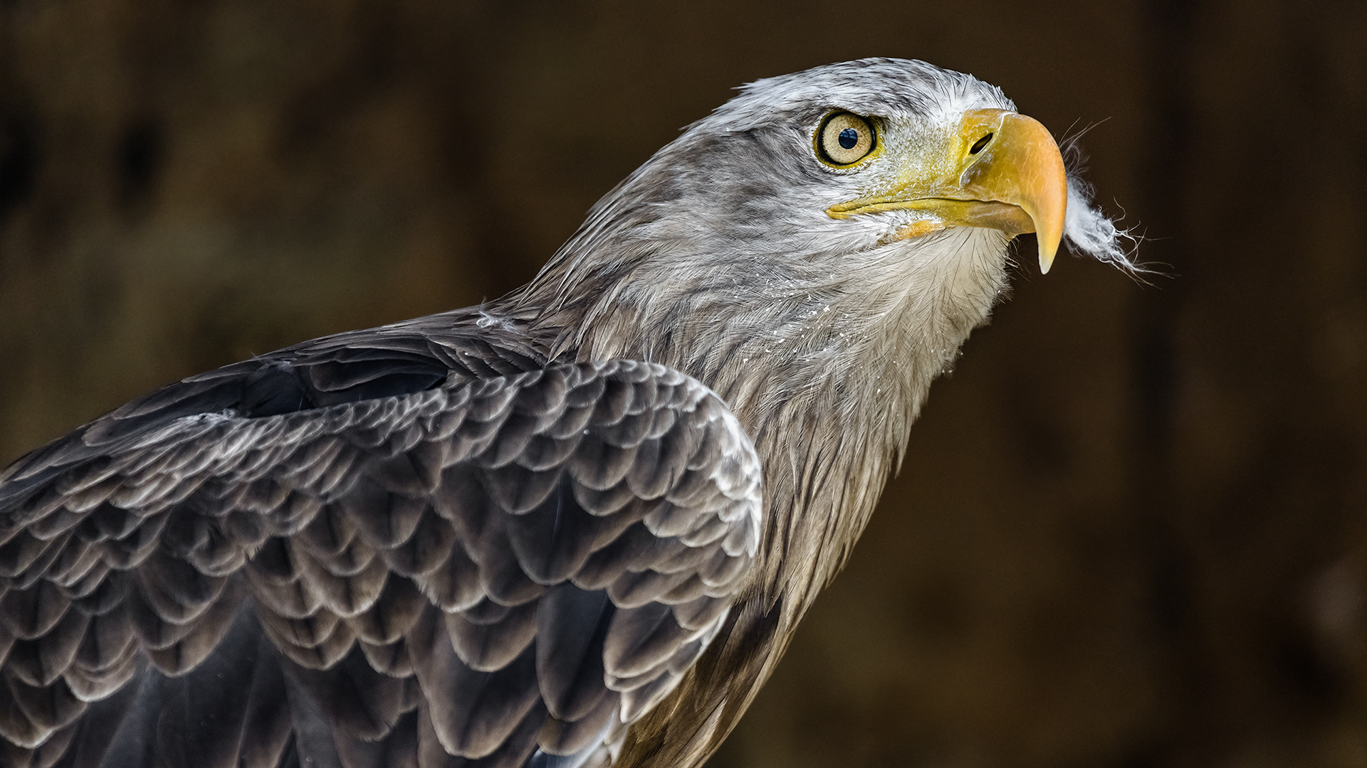 DER DEUTSCHE WAPPENVOGEL