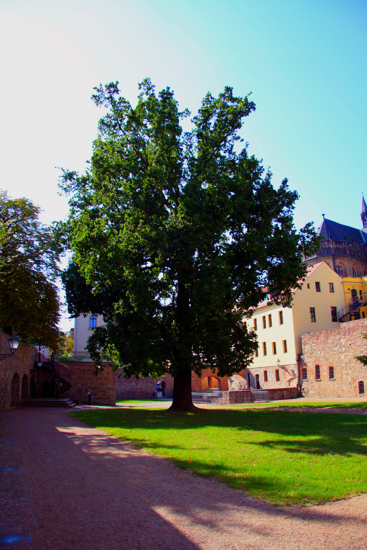 der Deutschen liebster Baum