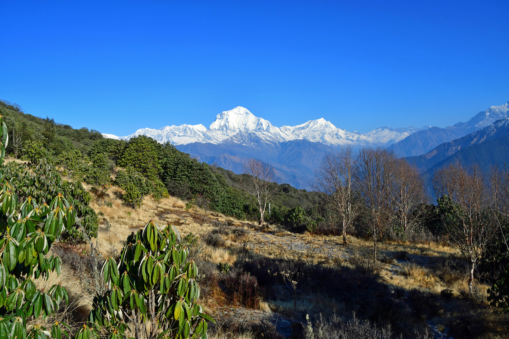 Der Dhaulagiri Himal zwischen Poon Hill und Ghorepani