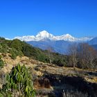 Der Dhaulagiri Himal zwischen Poon Hill und Ghorepani