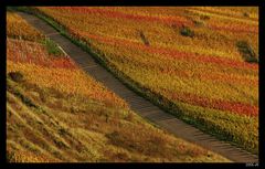 der diagonale Weinbergschneckenweg