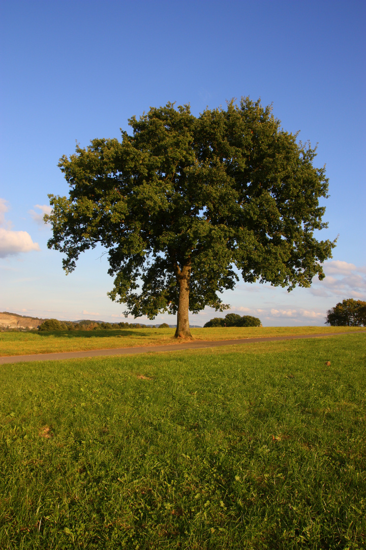 Der dicke Baum