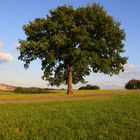 Der dicke Baum