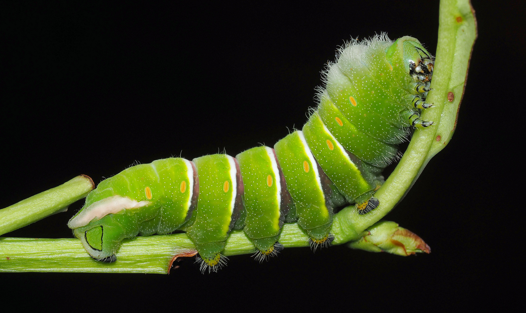 Der dicke Brummer … 