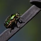 Der dicke Brummer - Rosenkäfer am Fenstergitter