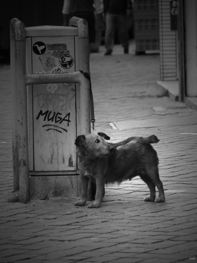 der dicke Hund der Rue Saint-Severin