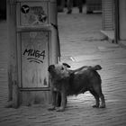 der dicke Hund der Rue Saint-Severin