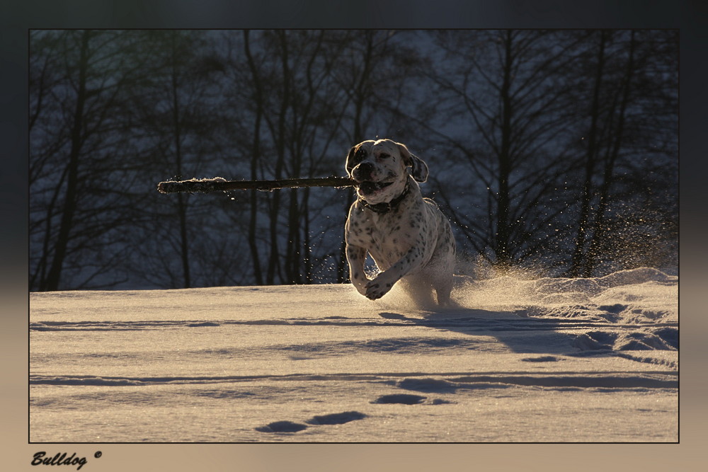 Der Dicke im Schnee