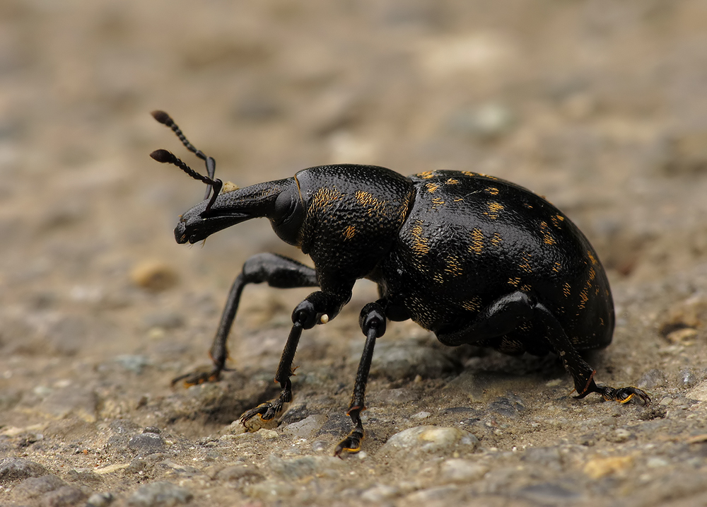 Der dicke Käfer...