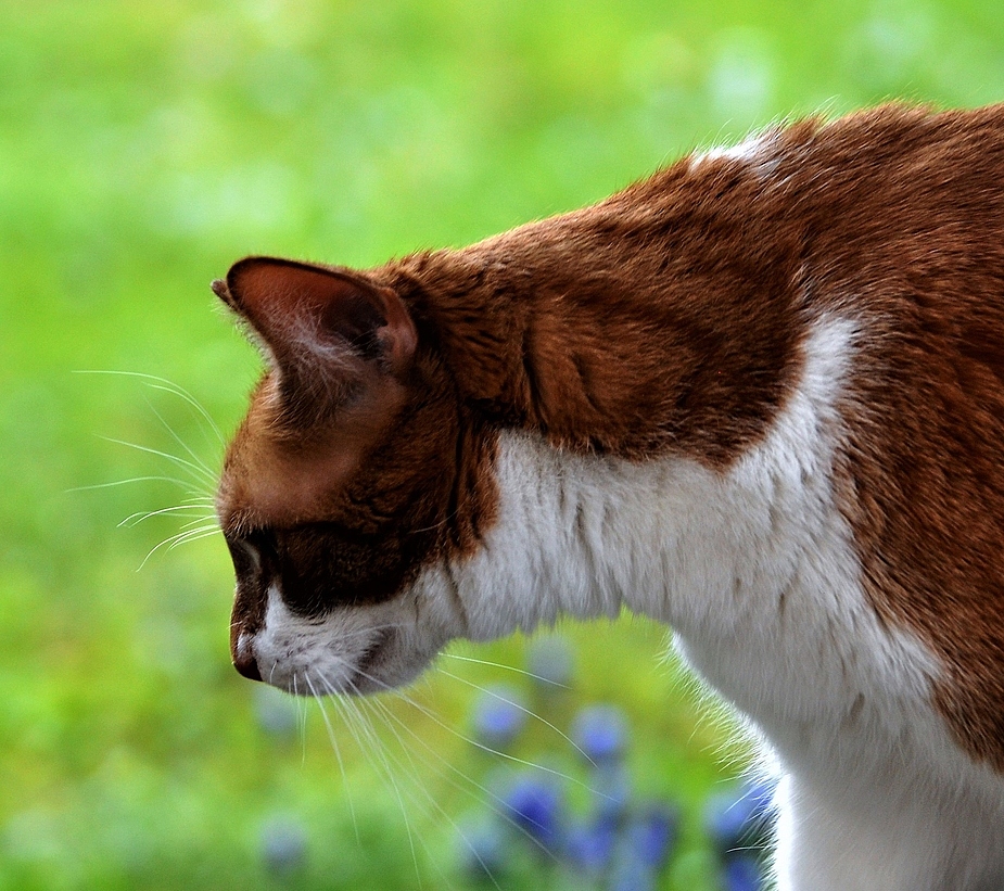 Der dicke Kater aus der Nachbarschaft wird immer zutraulicher....