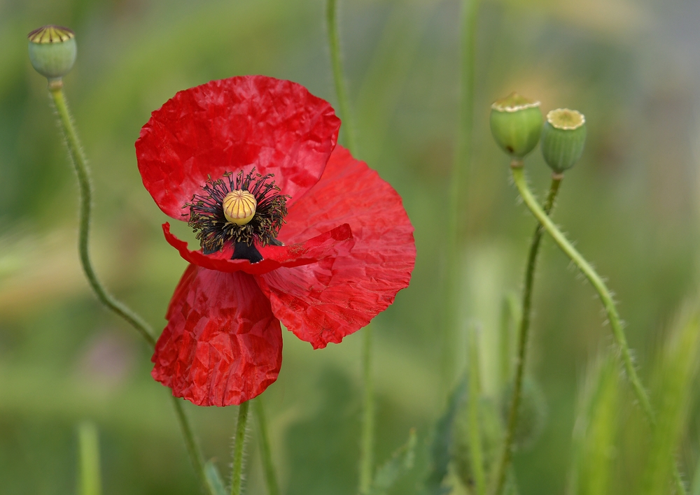 Der dicke Mohn