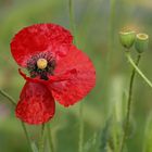 Der dicke Mohn