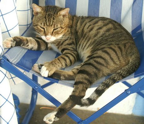 "Der Dicke" (reload)