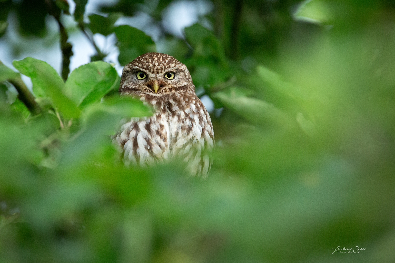 der dicke Spatz