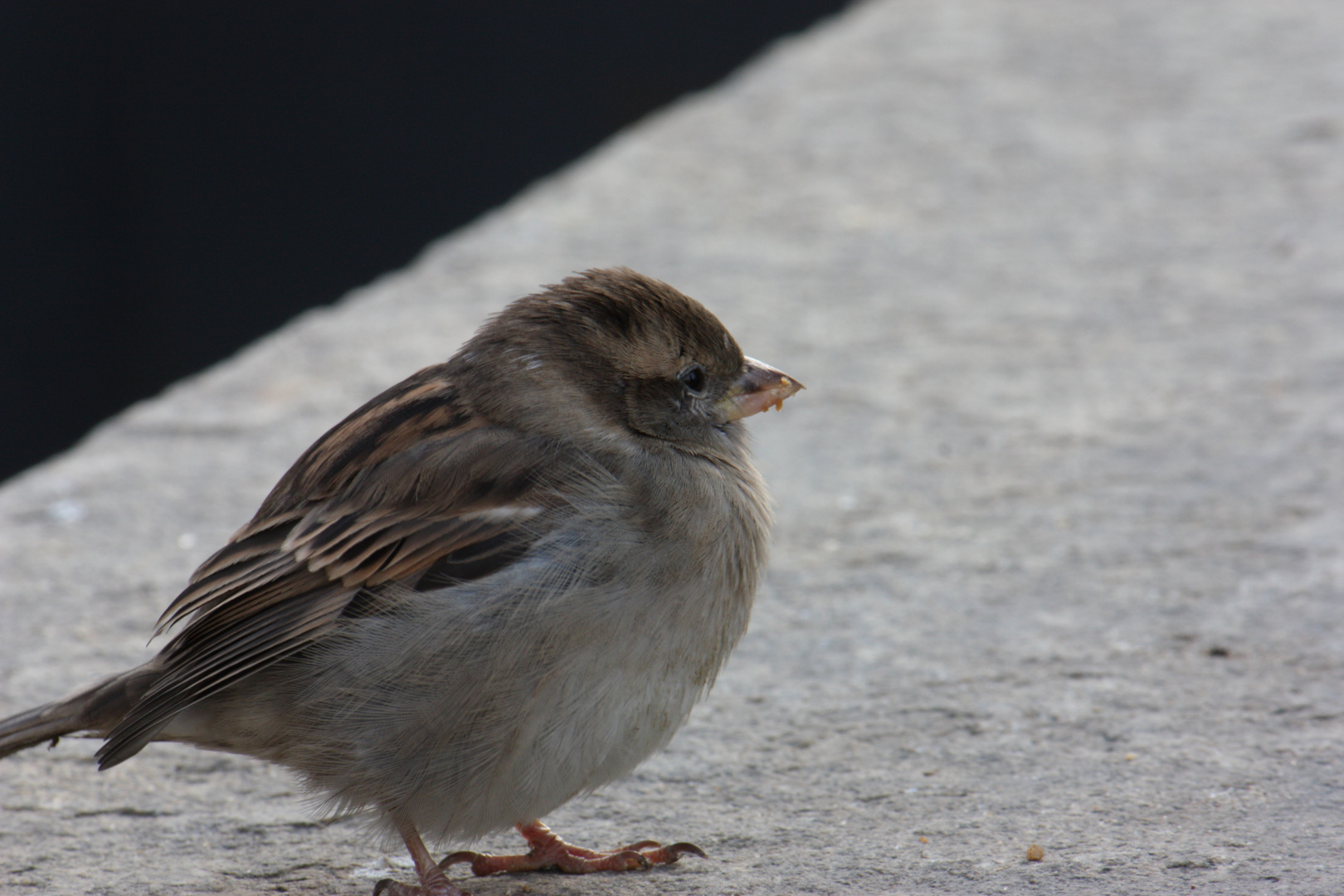 der dicke spatz von halle...