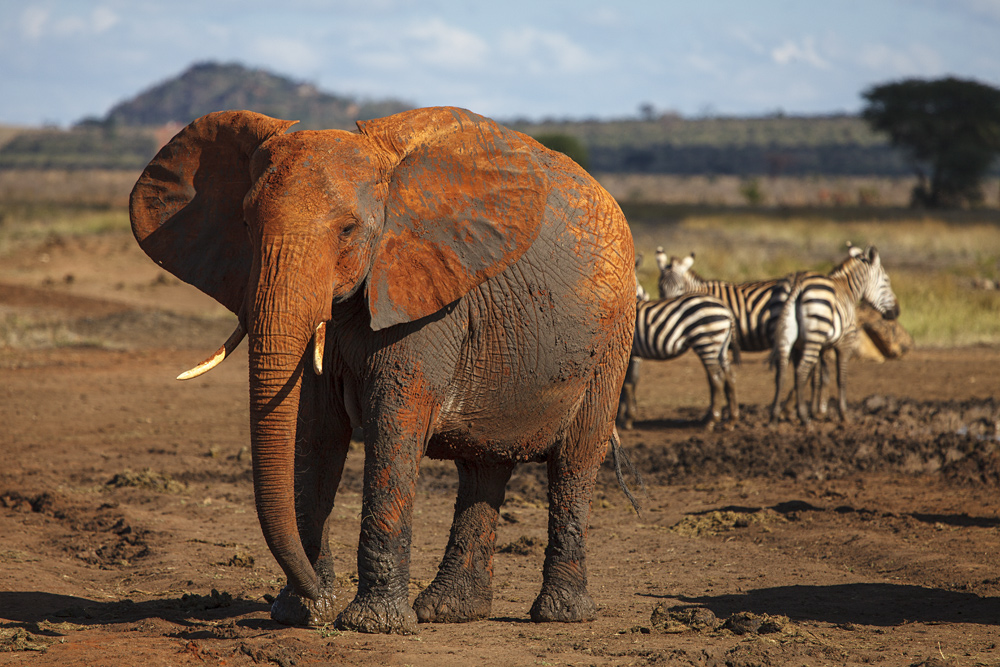 Der Dicke und die Zebrastreifen