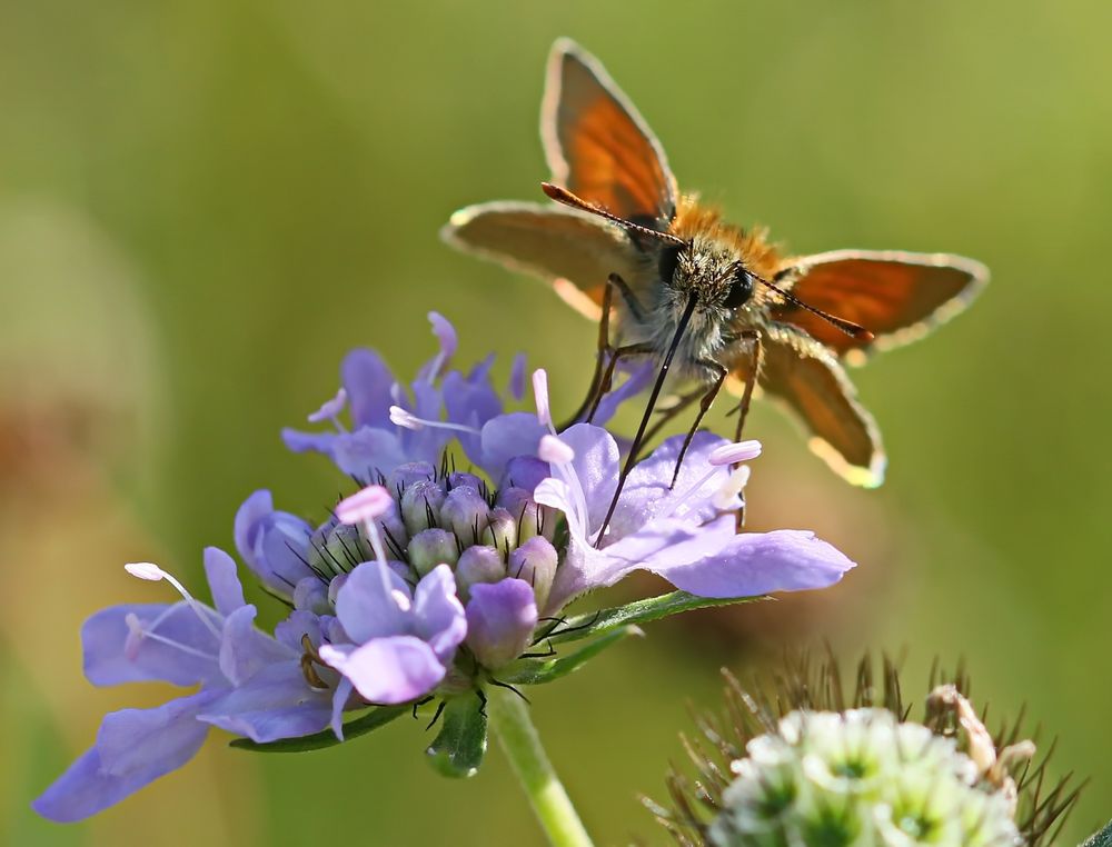 Der Dickie Foto & Bild natur, insekten, tiere Bilder auf