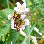 Der Dickie auf der Brombeerblüte