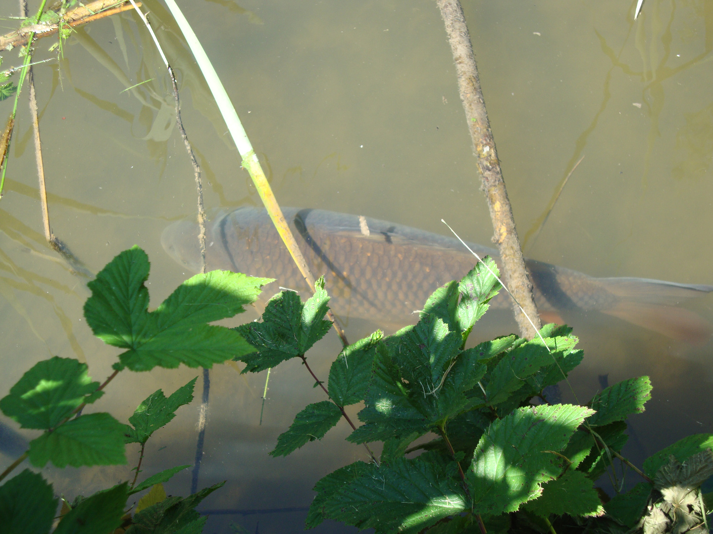 Der dickste Fisch im Teich