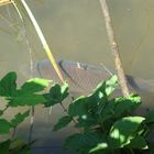 Der dickste Fisch im Teich